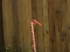 Sympetrum illotum