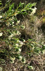 Pimelea stricta