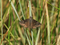 Erynnis afranius
