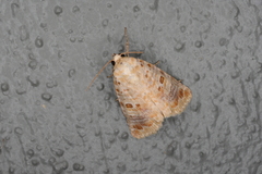 Diastema tigris