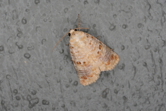 Diastema tigris