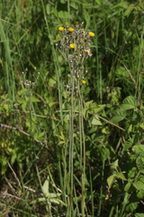 Pilosella macranthela