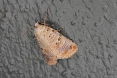 Diastema tigris