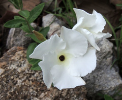 Mandevilla hypoleuca