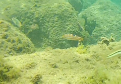 Halichoeres radiatus