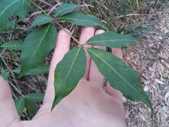 Polyscias sambucifolia