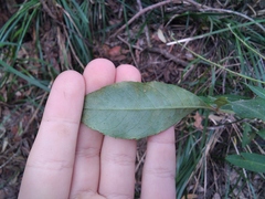 Polyscias sambucifolia