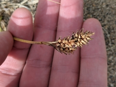 Carex sabulosa