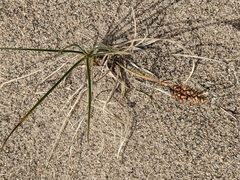 Carex sabulosa