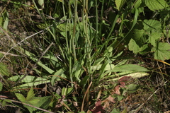 Pilosella macranthela