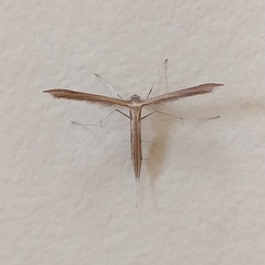 Stenoptilia pterodactyla