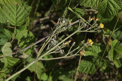 Pilosella macranthela