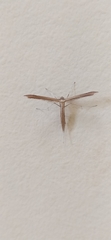 Stenoptilia pterodactyla