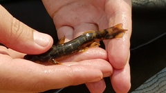 Chiloglanis anoterus