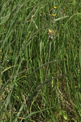 Pilosella macranthela