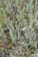Allium praescissum