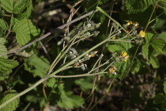 Pilosella macranthela