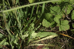 Pilosella macranthela