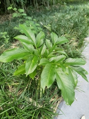 Amorphophallus paeoniifolius