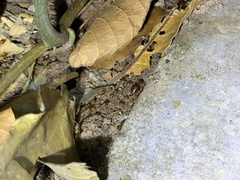 Macrotermes annandalei