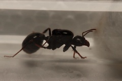 Macrotermes annandalei