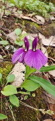 Roscoea schneideriana