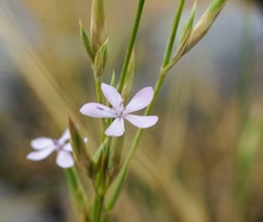 Dianthus ciliatus
