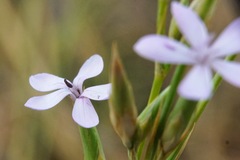 Dianthus ciliatus