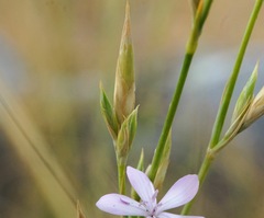Dianthus ciliatus