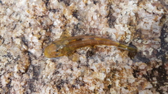 Chiloglanis anoterus