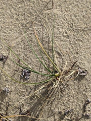 Carex sabulosa