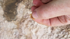 Chiloglanis anoterus