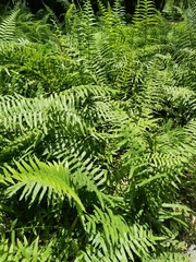 Christella acuminata