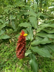 Costus comosus