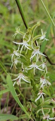 Habenaria delavayi
