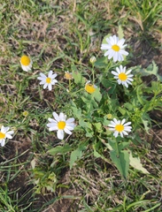 Tripleurospermum inodorum