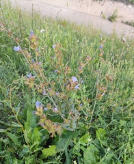 Cichorium intybus