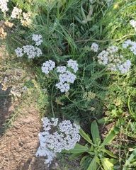Achillea millefolium