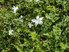 Jasminum grandiflorum
