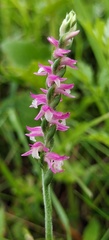 Spiranthes sinensis