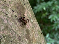 Polyrhachis bihamata