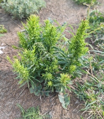 Angiospermae