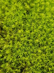 Racomitrium fasciculare