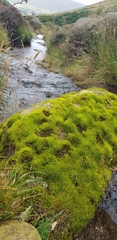 Racomitrium fasciculare