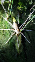 Nilus radiatolineatus