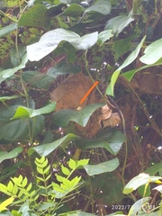 Amphidromus perversus