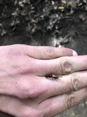 Camponotus maritimus