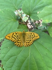Argynnis paphia tsushimana
