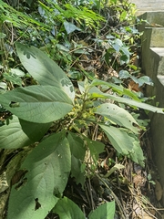 Gomphostemma parviflorum