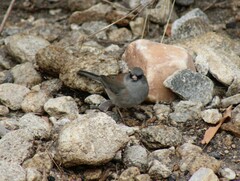 Junco hyemalis mearnsi × caniceps